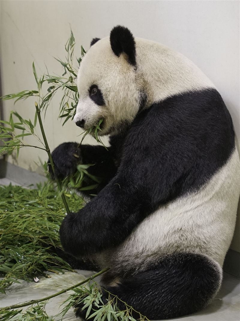 團團健康狀況好轉／台北市立動物園提供