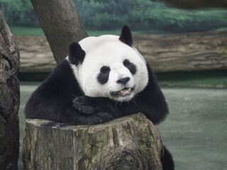 「團團」最新情況曝！動物園裝新設施 圓仔變高手