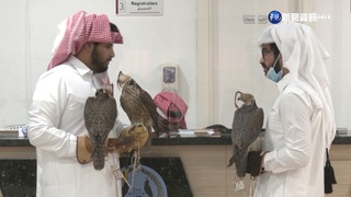 卡達鷹獵文化盛行! 專門醫院高貴頂級