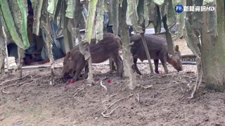 男擅闖農舍獵殺寵物豬 警"竊盜法辦" 主人氣壞