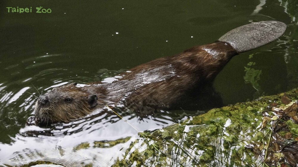 河狸的尾巴在水中活動時如同船舵一樣，可以控制游泳的方向(河狸「羅娜」) / 圖文來源 台北市立動物園