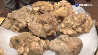 義大利950克白松露 拍賣價飆近589萬台幣