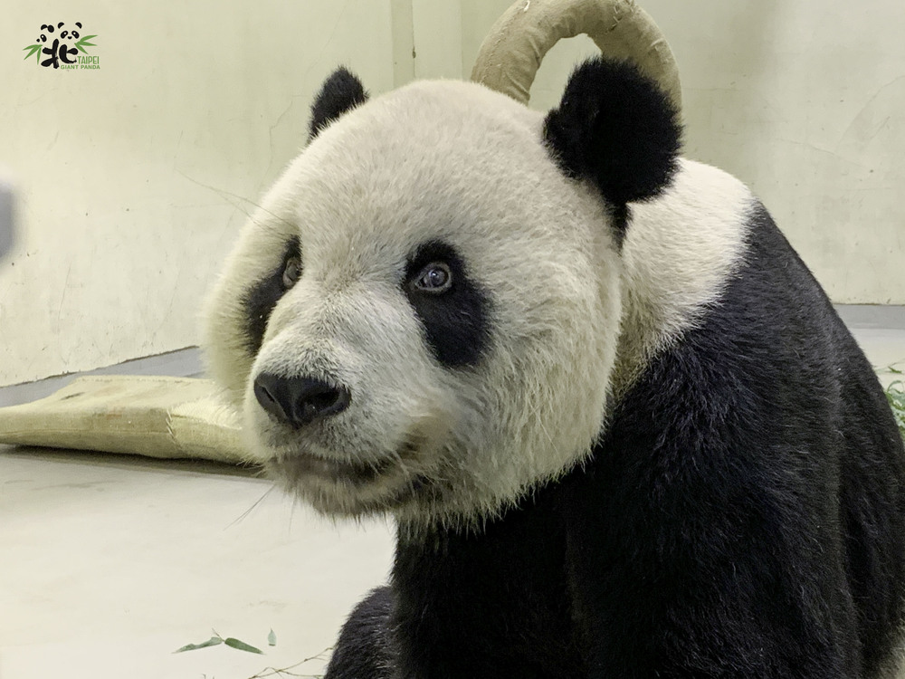 圖片來源 台北市立動物園