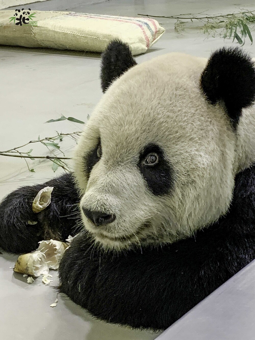 圖片來源 台北市立動物園