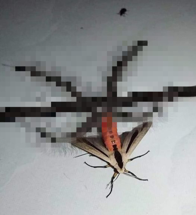 蛾噴出4隻毛茸茸觸手 詭異型態嚇歪網：忽然覺得蟑螂很美 | 華視新聞