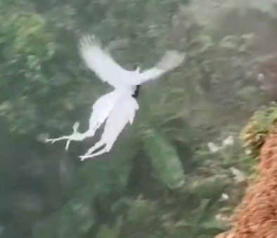 「林中仙子」飛翔 畫面超仙 網驚呼：是鳳凰 | 圖片翻攝自 人民網 微博