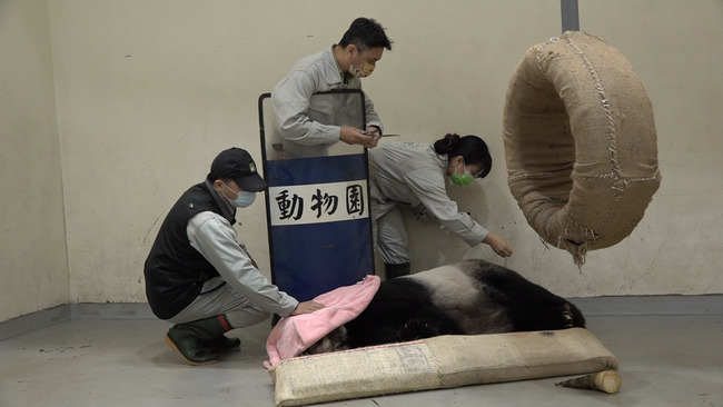 熊貓團團再次癲癇發作！  市立動物園：後肢仍使不上力 | 華視新聞