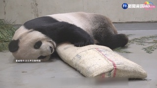 "團團"昨突發4次癲癇 保育員徹夜守護