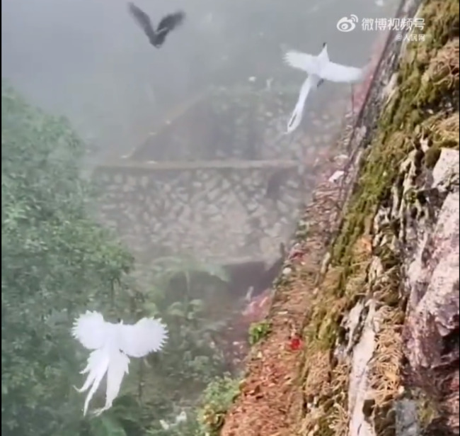 「林中仙子」飛翔 畫面超仙 網驚呼：是鳳凰 | 華視新聞