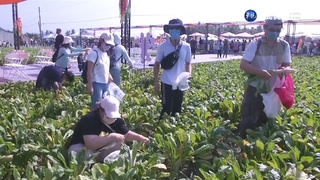 美濃白玉蘿蔔開拔囉! 逾百人樂當一日農夫