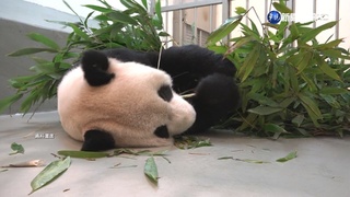 "團團"13:48病逝! 園方不捨:謝謝你努力陪我們