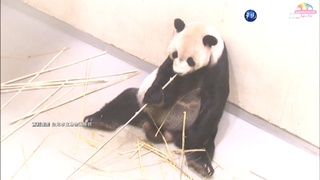大貓熊團團過世 動物園貓熊館湧哀悼人潮