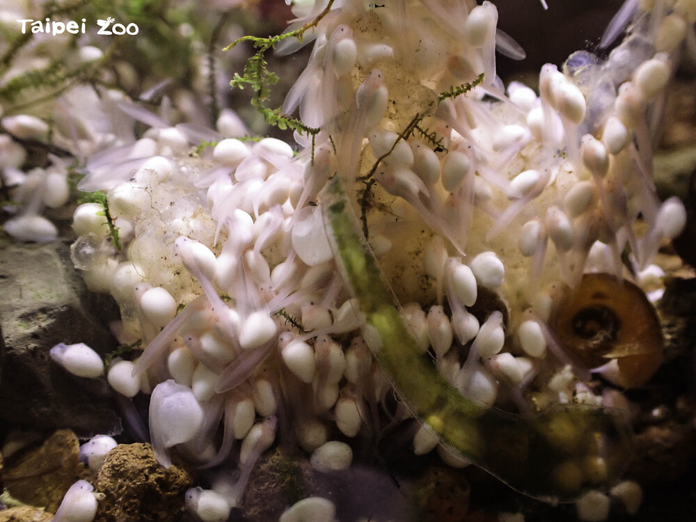 因為蝌蚪數量眾多，保育員在飼養缸內增加了大量的水草供蝌蚪休息 / 圖文來源 台北市立動物園窩的卵泡 