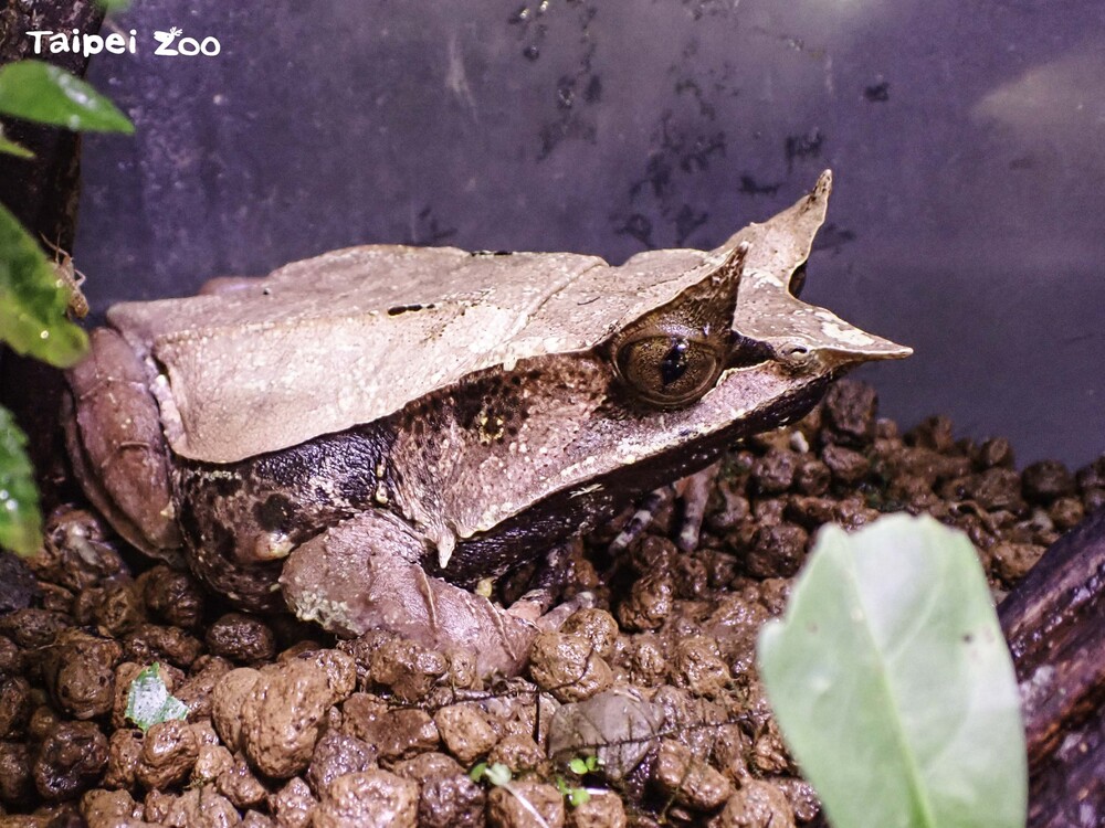三角枯葉蛙的眼臉和吻部有非常明顯的突起、形狀呈三角形，也因此得名 / 圖文來源 台北市立動物園窩的卵泡 