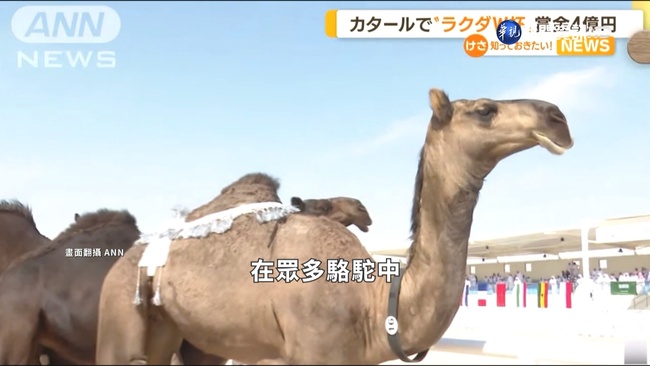 世足還不夠! 卡達拚觀光同步辦"駱駝世界盃" | 華視新聞