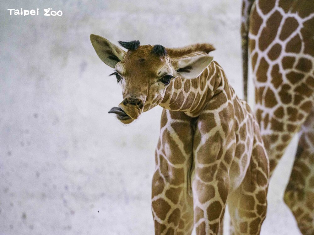 白天若是經過非洲動物區，或許就有機會幸運與新成員「麥萌」打個照面 / 圖文來源 台北市立動物園
