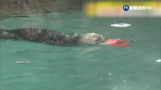 神預測世足"日贏德" 福岡海獺預言日勝哥失準