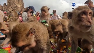 泰國慶祝猴子節 備2噸各式蔬果"犒賞"眾猴
