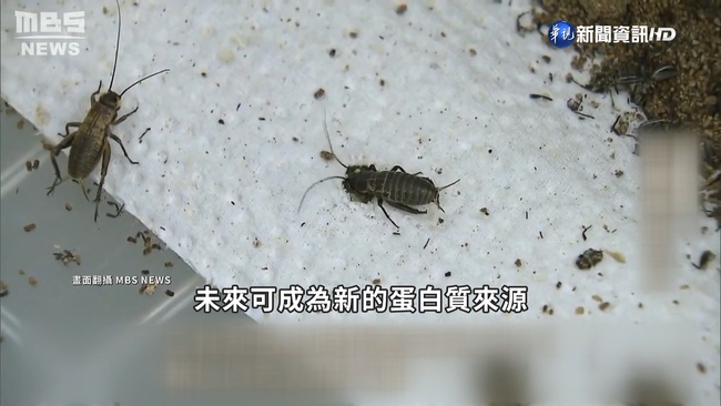 "陸地上的蝦子" 日本高中營養午餐"蟋蟀"入菜 | 華視新聞