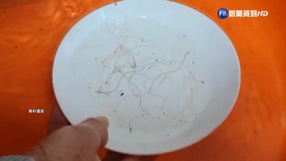 搶"白金"撈鰻苗 烏石港擠4百漁船航道大亂