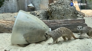 壽山動物園12/16重新開園 新建空中廊道