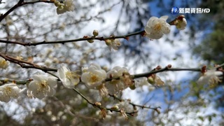 忽冷忽熱植物感知錯亂 武陵梅花反常提早開