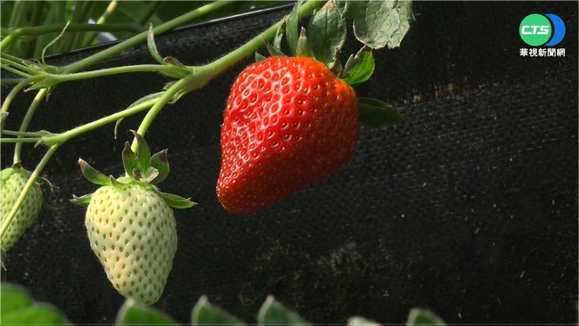 草莓季來臨！營養師分享正確洗草莓法 2類人避免吃太多 | 華視新聞