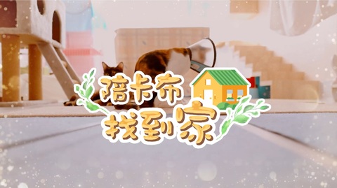 遇見毛孩 動物學校開課了｜陪卡布找到家｜華視新聞雜誌