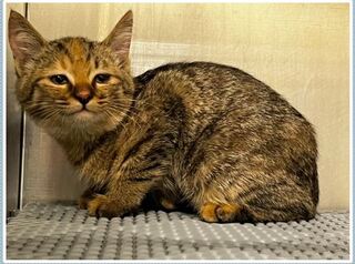 收容所虎斑貓「鄙視笑」超有戲 網笑翻：直接叫安妮亞