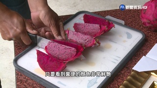 紅色火龍果混油吃留住營養? 醫生反駁