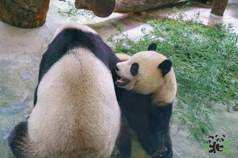 圓寶：我還是最喜歡跟媽媽撒嬌了 / 圖文來源 台北市立動物園