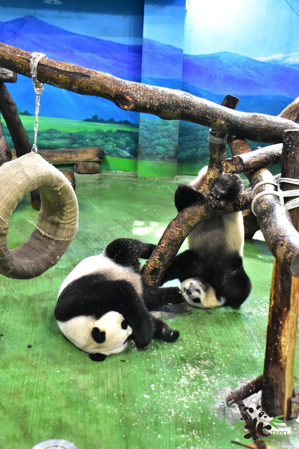 白天「圓寶」還是照常跟媽媽一起活動 / 圖文來源 台北市立動物園