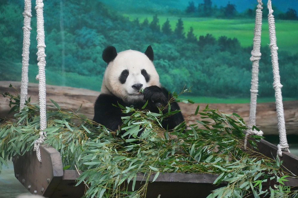 「圓寶」享用全竹大餐 / 圖文來源 台北市立動物園