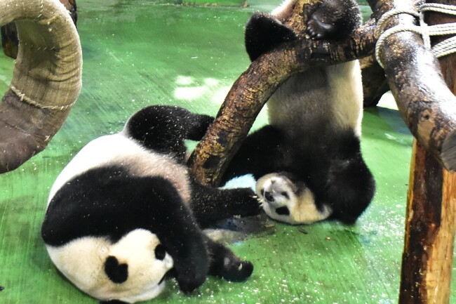 圓寶2歲了！動物園展開獨立訓練 捕捉母女同框趁現在 | 華視新聞
