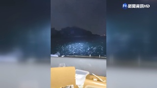 台南碼頭奇景! 沙丁魚群躍棧板 小孩樂抓魚