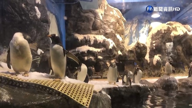 海生館36隻企鵝暫時不賣了 12月底重新招標 | 華視新聞