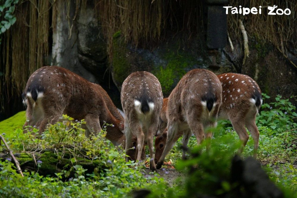 了解梅花鹿的復育路程，可以了解動物園存在的價值 / 圖文來源 台北市立動物園