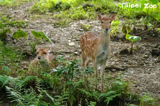 北市動物園揭園徽象徵：彰顯動物園對動物保育的重要性