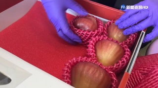 天暖促蓮霧"提早熟" 每公斤拍賣價達400元