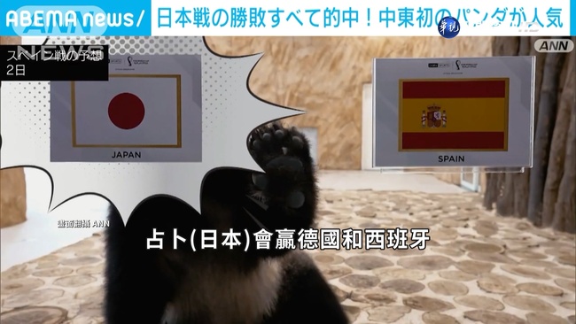 貓熊"蘇海爾"神占卜! 世足日本4戰輸贏全中 | 華視新聞