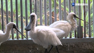 雨水少肉毒桿菌濃?! 14黑面琵鷺中毒釀4死