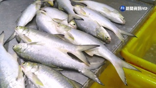 中禁台午仔魚.秋刀魚 恐影響逾60億產值