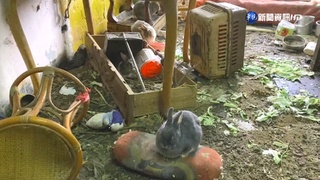 80隻兔窩惡臭.環境髒亂 鄰居難忍怒報警