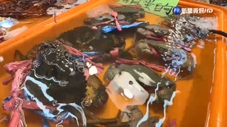台灣"吃海鮮比較貴"? 台中區漁會:盤商控價