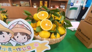 宜蘭黃金茂谷柑上市! 皮薄籽少香氣四溢