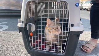 英格蘭隊員收編"吉祥物" 帶卡達街貓返英