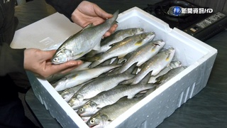 中禁台灣水產 午仔魚業者祭優惠衝內銷自救
