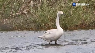 迷路了? 芬蘭國鳥"黃嘴天鵝"落單現通霄