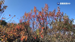 嘉義秋冬4大景登場! 楓紅.雲瀑.琉璃光.候鳥秀