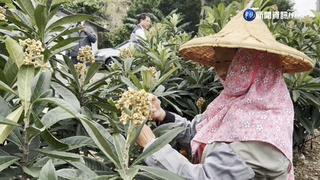 具"潤喉清肺"功能! 台東枇杷花供不應求